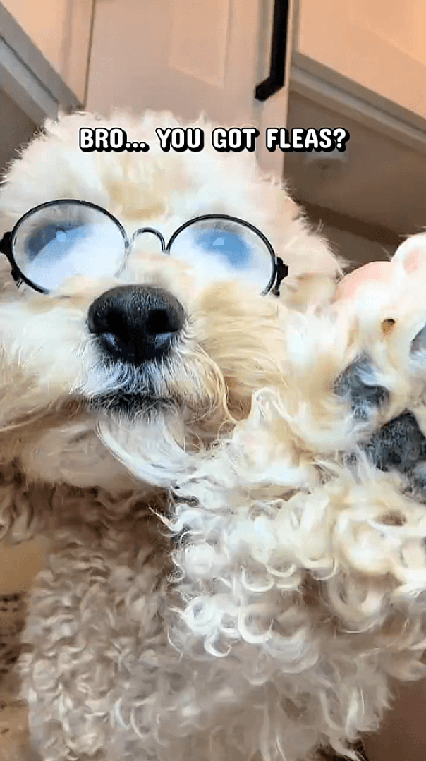 Woyamay | Thoughtful Pet Wellness for Dogs & Cats – Natural Care, Every Day