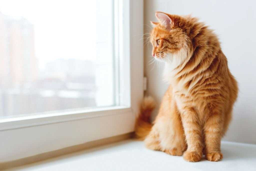 Flea Treatment Reaction Emergency Tips Natural Recovery For Photo Inspiration