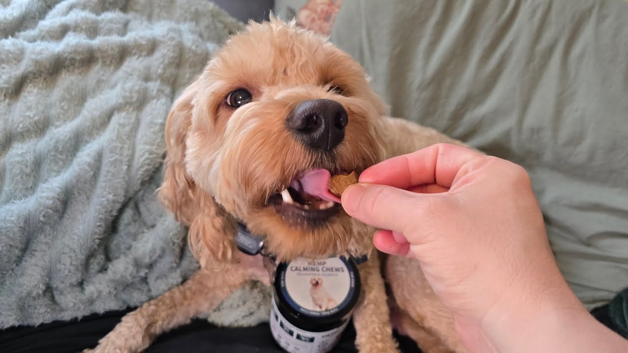 Woyamay | Thoughtful Pet Wellness for Dogs & Cats – Natural Care, Every Day
